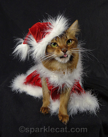 Santa cat, Somali cat, Santa kitty, cat Christmas costumes