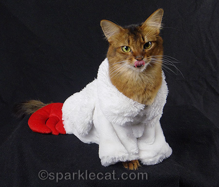 Somali cat, cat in chicken outfit, cat costumes