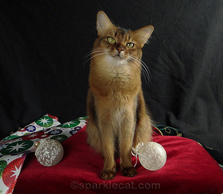 somali cat, cat christmas decorations, cat christmas photography