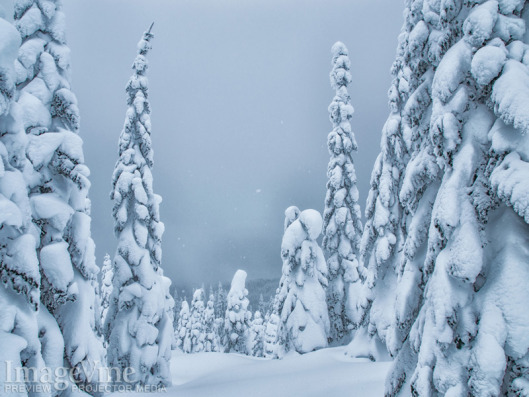 Sof gray skies are filled with snowflakes that landing gently on the delicate evergreen trees of the forrest in this winter background image.
