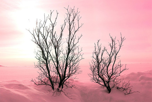 Pink5
