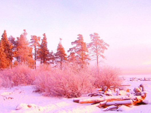 Pink6