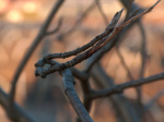twig-1526282