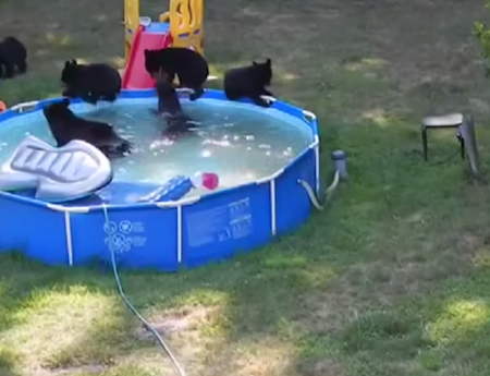 bears in pool