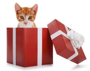 gift_cat