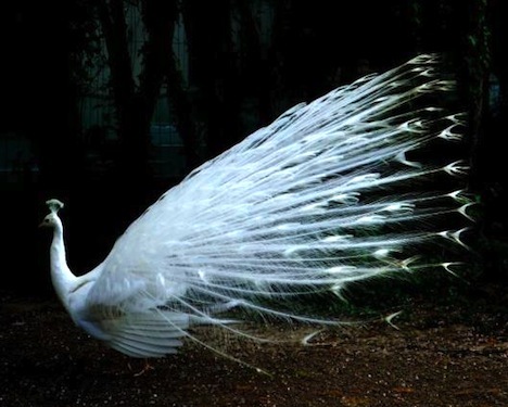  photo albino-peacock-yvonne-ayoub_zpsolrhbecv.jpg