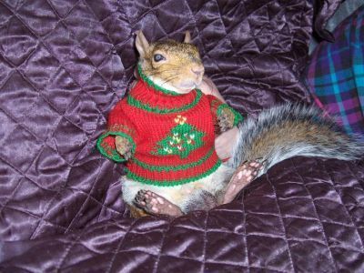 squirrel in a sweater: 