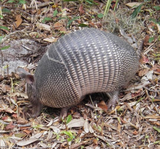 armadillo.png