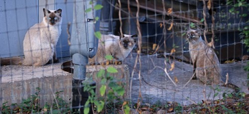 San-Antonio-feral-cats