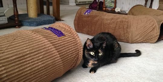 cat-tunnel