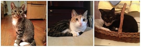 New-York-City-Cat-Sitting