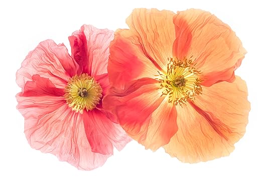 Two Icelandic Poppies © Harold Davis