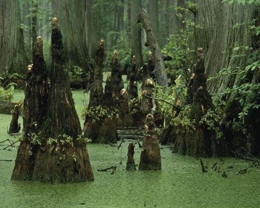 Swamp_water_landscape