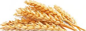 wheat
