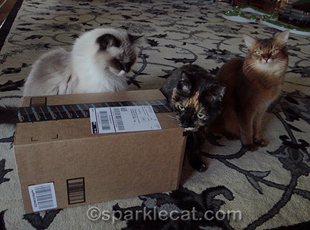 Somali cat, ragdoll cat, tortoiseshell cat, cats and box