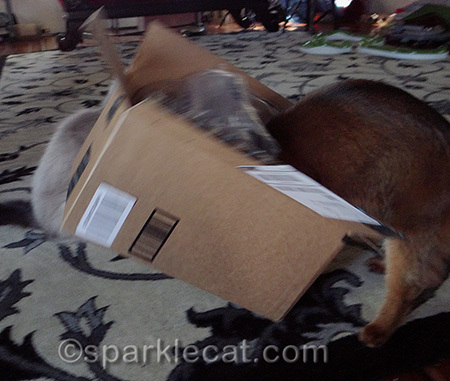 cats with box