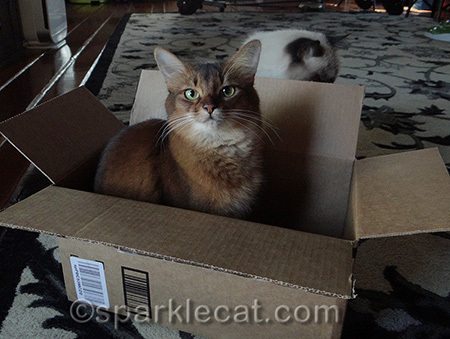 Somali cat in a box, ragdoll cat