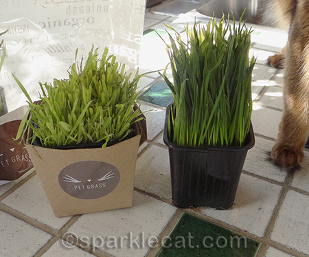 Whisker Greens, pet grass, cat grass