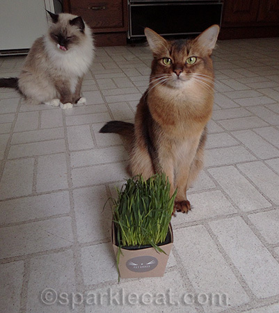 Somali cat, ragdoll cat, whisker greens, cat grass, pet grass