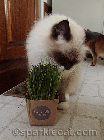 Ragdoll cat, cat eating cat grass, whisker greens, pet grass