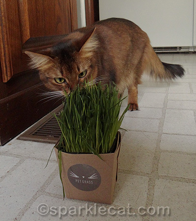 Smells fresher than our lawn!