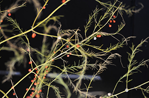 asparagus closeup 1