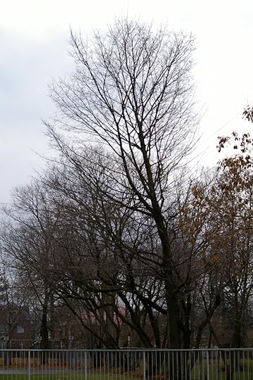 Tree Project - iamge 103