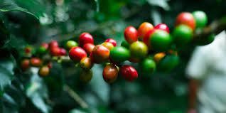 Bildergebnis für kaffeebohnen: 