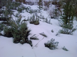 2015-12-08 13.29.46