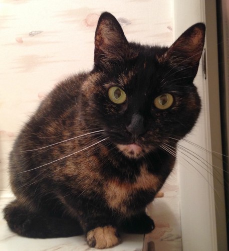 tortoiseshell-cat