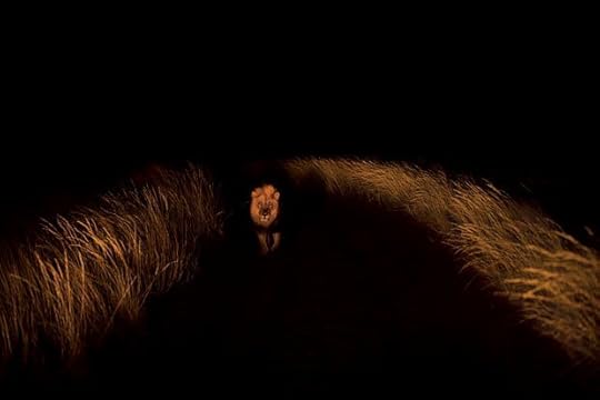 lion-at-night_1616890i.jpg