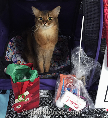 Somali cat, cat show, show cat, Christmas cat show
