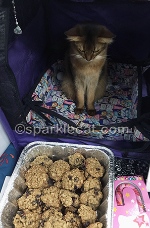 somali cat, cat show, oatmeal raisin cookies