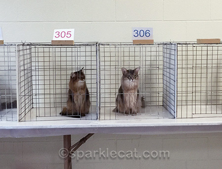 cat show, somali cats, ruddy somali cat, blue somali cat