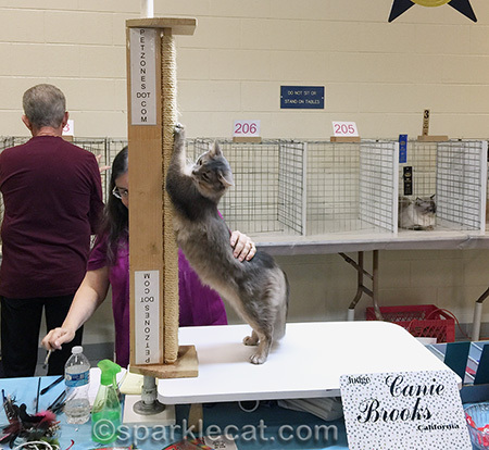 blue somali cat, cat show, cat show judging