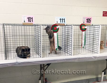 blue somali cat, cat show, cat show ribbon