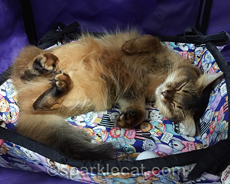 somali cat, somali cat sleeping, curling cat toes
