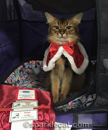 somali cat, cat show, cat show finals, cat outfits