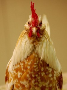 golden rooster