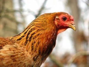 Pets free stock chicken