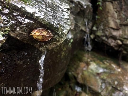 Hiking Nine Dragons Waterfall - Leaf Closeup
