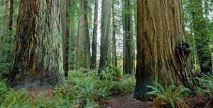 redwood1