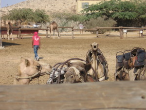Bedouins 2