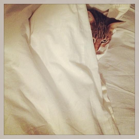 Love cats #cat #catsofinstagram #mtl #liliboom #cats