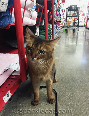 Somali cat, pet store, cat shopping, cat in a pet store