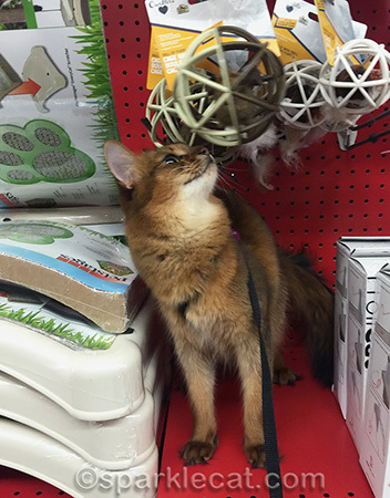 Somali cat, cat toys, pet store