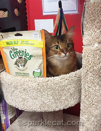 Somali cat, pet store, cat treats, Greenies cat treats