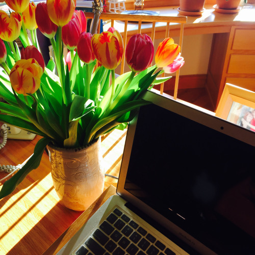 tulips
