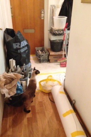 Dag 7 och katterna vågar sig fram.