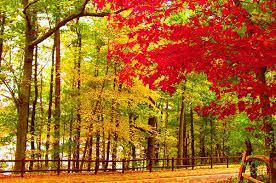 writersgetawayinwoods